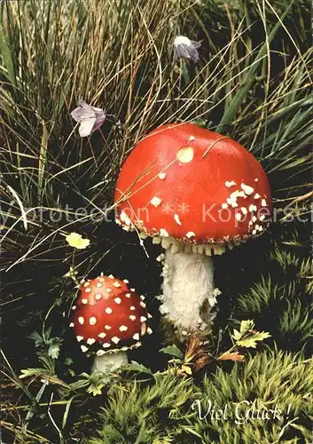 Pilze Fliegenpilz Amanita muscaria Kat. Pflanzen