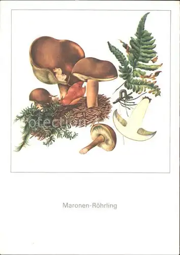 Pilze Maronen Roehrling Zeichnung Gerhard Schmidt  Kat. Pflanzen