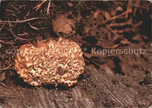 Pilze Krause Glucke Sparassis crispa Kat. Pflanzen