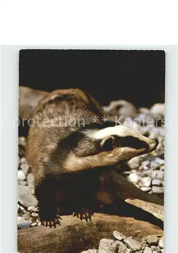 Tiere Dachs Badger Blaireau Tasso Kat. Tiere