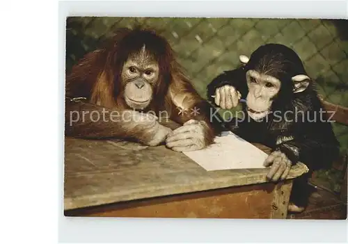 Affen Orang Utan Schimpanse Zoo Basel Kat. Tiere