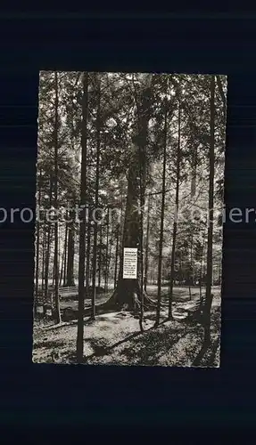 Baeume Trees Tanne Herzogsweiler Kaelberbronn Schwarzwald  Kat. Pflanzen