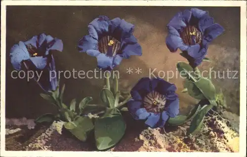 Blumen Stengelloser Enzian Gentiana acualis Kat. Pflanzen