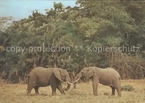 Elefant Elefanten Afrika Kat. Tiere
