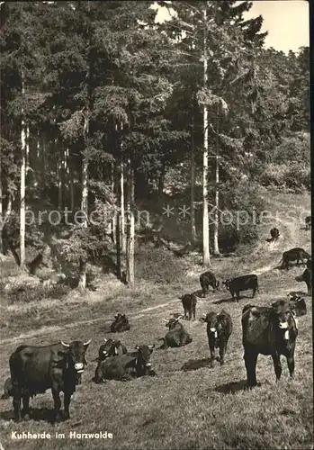 Kuehe Kuhherde Harzwalde  Kat. Tiere