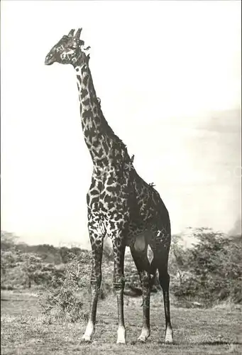Giraffe Masai Giraffenbulle Kat. Tiere