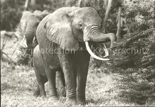 Elefant Afrikanische Steppenelefanten Kat. Tiere