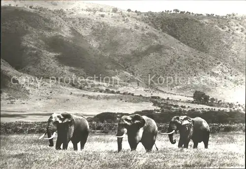 Elefant Afrikanische Steppenelefanten Kat. Tiere