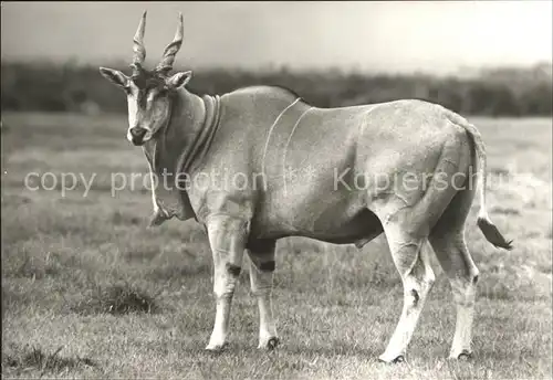 Tiere Elenantilope Kat. Tiere