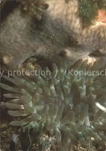 Meerestiere Seeanemone Goldrose Condylactis aurantiaca Kat. Tiere