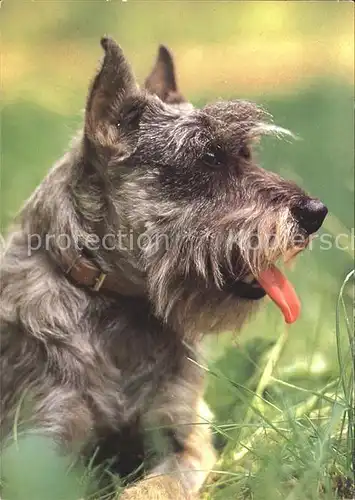 Hunde Mittelschnauzer Kat. Tiere