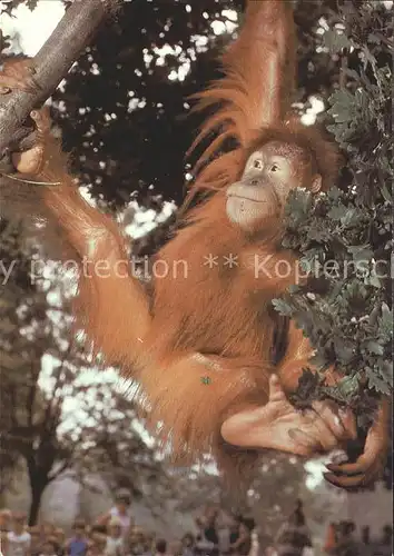 Affen Sumatra Orang Utan Zoo Dresden Kat. Tiere
