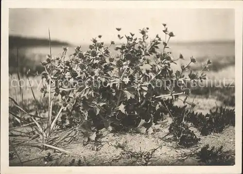 Blumen Stranddistel Eryngium maritinum  Kat. Pflanzen