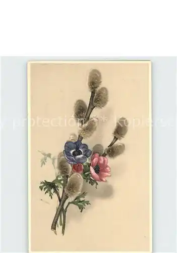 Blumen Weidenkaetzchen Litho Kat. Pflanzen