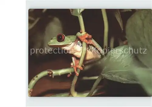 Froesche Rotaugenfrosch Tierpark Berlin Kat. Tiere