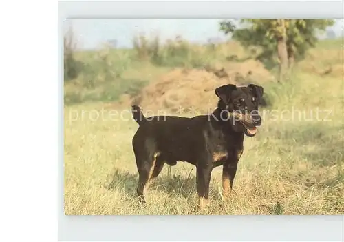 Hunde Deutscher Jagdterrier  Kat. Tiere