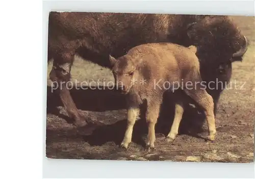 Tiere Kleiner Bison  Kat. Tiere