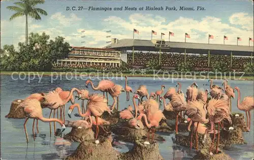 Flamingo Hialeah Park Miami  Kat. Tiere