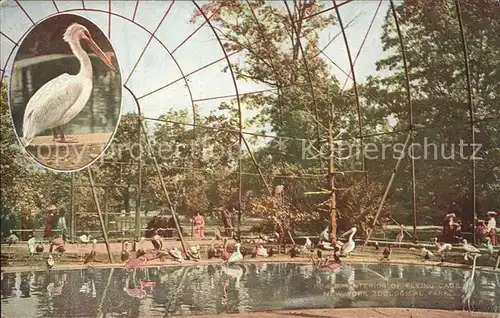 Zoo Flying Cage New York Zoological Park Pelikan  Kat. Tiere