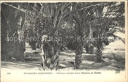 Palmen Palmiers portant leurs Regimes de Dattes Paysages Sahariens Kat. Pflanzen