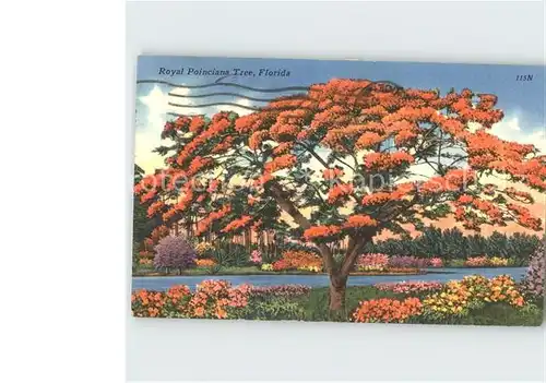 Baeume Trees Royal Poinciana Tree Florida  Kat. Pflanzen