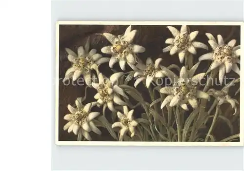 Edelweiss Leontopodium alpinum  Kat. Pflanzen