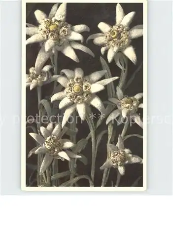 Edelweiss Leontopodium alpinum  Kat. Pflanzen