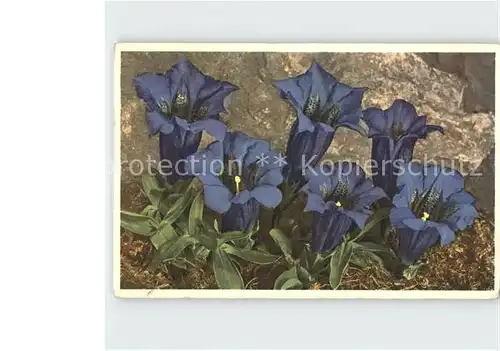 Blumen Stengelloser Enzian Gentiana acaulis  Kat. Pflanzen