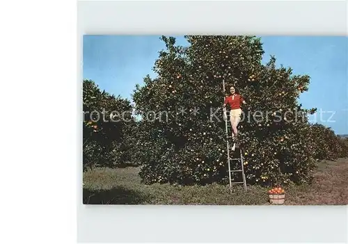 Ernte Landwirtschaft Orangenbaum Florida  Kat. Landwirtschaft