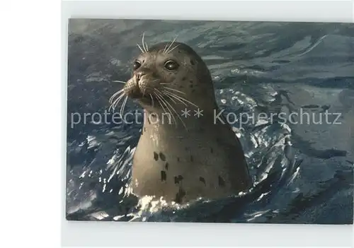 Seehunde Robben Insel Amrum Kat. Tiere