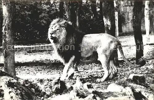 Loewe Leeuw Lion  Kat. Tiere