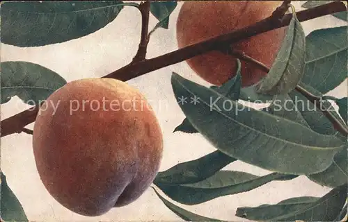 Obst Pfirsich Persica vulgaris  Kat. Lebensmittel