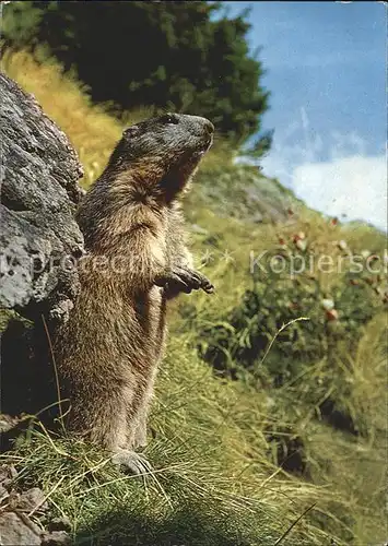 Murmeltier Marmota Marmotte  Kat. Tiere