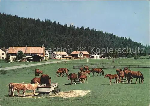 Pferde Paturage Franches Montagnes Kat. Tiere
