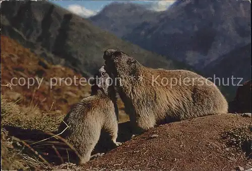 Murmeltier Marmottes Kat. Tiere