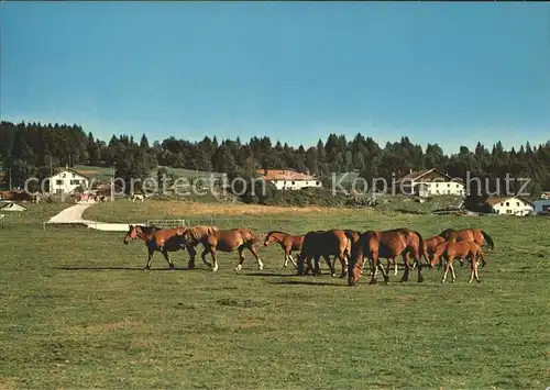 Pferde Paturages Franches Montagnes  Kat. Tiere