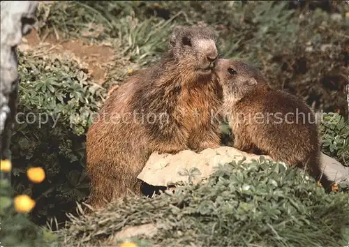 Murmeltier Marmota Marmottes  Kat. Tiere