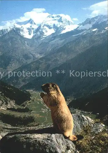 Murmeltier Saas Fee  Kat. Tiere