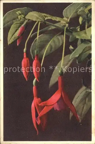 Blumen Fuchsia  Kat. Pflanzen