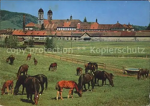 Pferde Pferdeweide Kloster Einsiedeln  Kat. Tiere