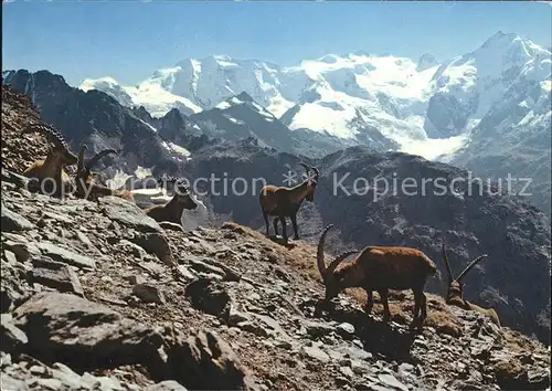 Steinbock Steinboecke Bouquetins Capricorni Kat. Tiere