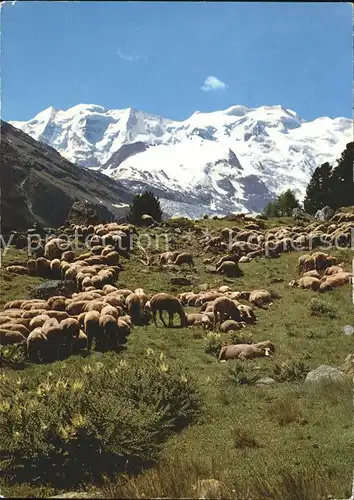 Schafe Schafherde Piz Palue Bellavista Kat. Tiere