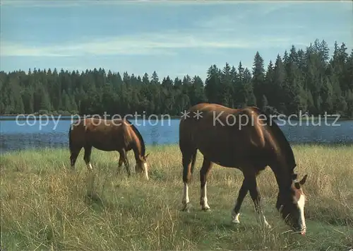 Pferde Etang de Gruere Kat. Tiere