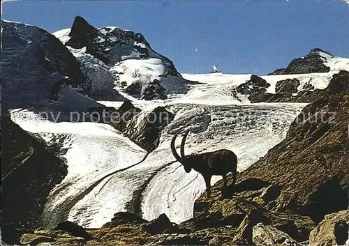 Steinbock Theodulgletscher  Kat. Tiere