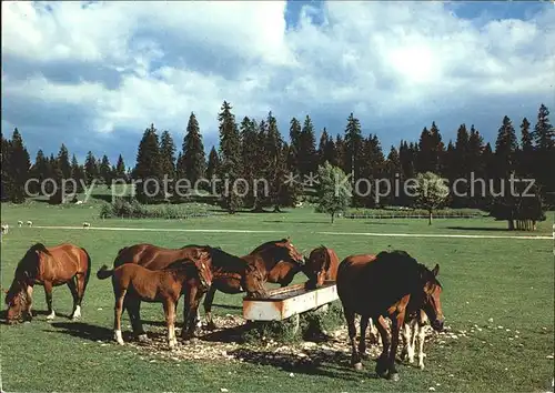 Pferde Paturage du Jura Franches Montagnes Kat. Tiere