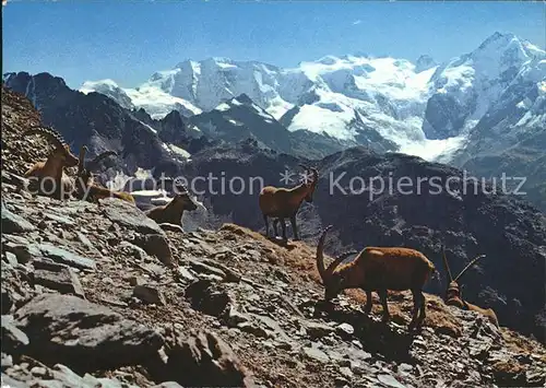 Steinbock Steinboecke Bouquetins Capricorni Piz Palue Bellavista Piz Bernina Kat. Tiere