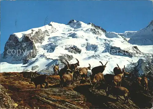 Steinbock Steinwild Monte Rosa  Kat. Tiere