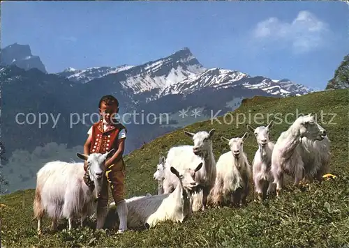 Ziege Sennenbub Alpen  Kat. Tiere