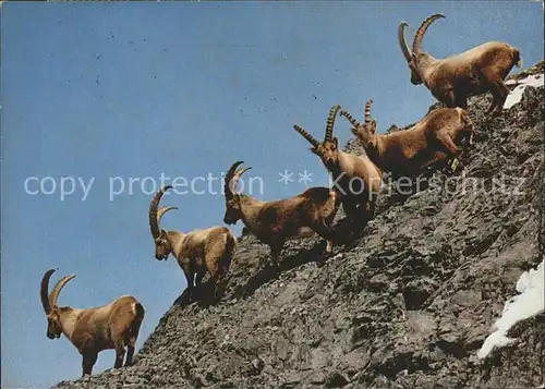 Steinbock Alpensteinboecke  Kat. Tiere