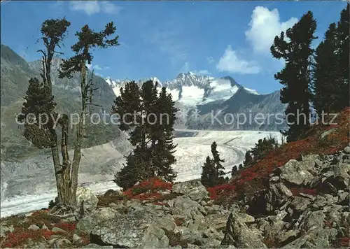 Gletscher Grosser Aletschgletscher Walliser Fiescherhoerner  Kat. Berge